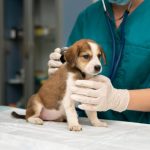 CURSO DE EPIDEMIOLOGÍA VETERINARIA